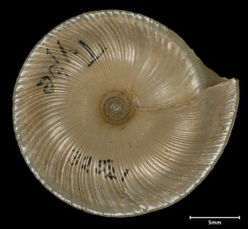 Media type: image;   Malacology 32521 Aspect: basal